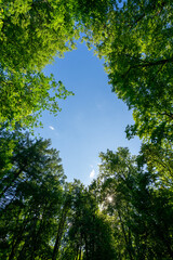 Fototapeta premium View looking up through lush green tree canopy toward bright blue sky. Vertical format, summer forest scene, suitable for nature, wellness, and inspiration content.