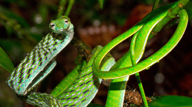 Green Vine Snake, Long-nosed Whip Snake, Ahaetulla nasuta, Sinharaja National Park Rain Forest, World Heritage Site, UNESCO, Biosphere Reserve, Sri Lanka, Asia