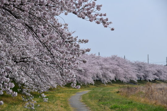 埼玉県 本庄市のこだま千本桜