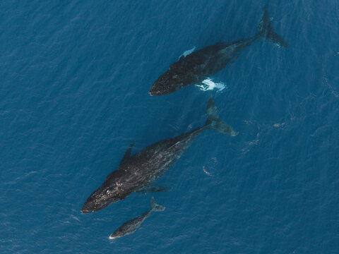 Aerial view of a humpback whale mother with her calf and another whale swimming through the deep blue waters of the Pacific Ocean near Maui, Maui County, Hawaii, United States.
