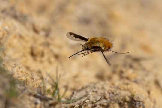 Dark Edged Bee Fly hovering over sandy soil.