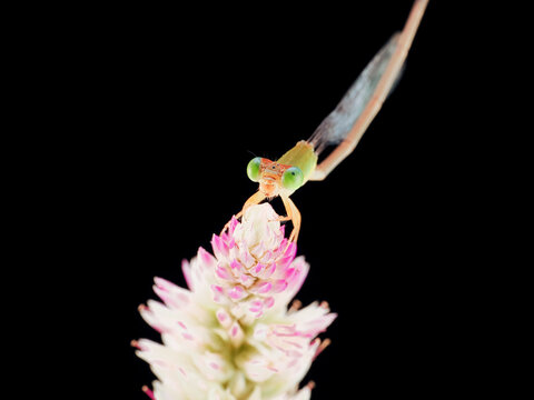 Macro photography of a damselfly perched on a delicate flower against a black background