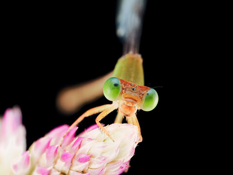 Macro photography of a damselfly perched on a delicate flower against a black background