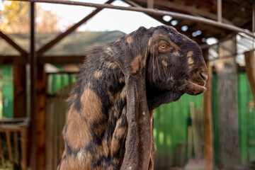 Fototapeta premium Animals in the zoo. Ram. Zoo