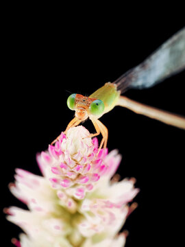 Macro photography of a damselfly perched on a delicate flower against a black background