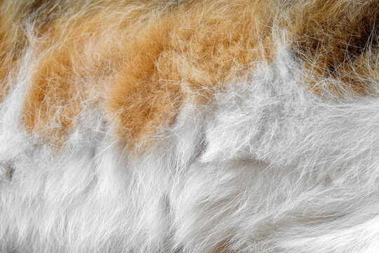 Calico cat fur texture background. Messy cat hair.