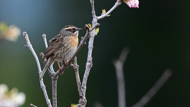 An authentic nature clip tracking a wild accentor bird resting quietly on a blooming deciduous branch under gentle, natural spring daylight.