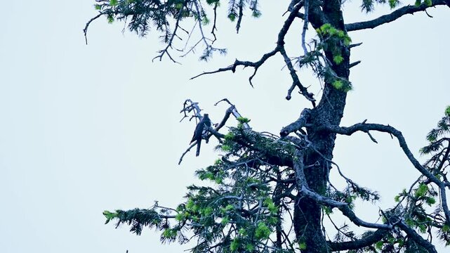 A medium shot of a wild Himalayan cuckoo (Cuculus saturatus) perched calmly on a bare pine tree branch, looking around its natural montane forest habitat against an overcast sky.