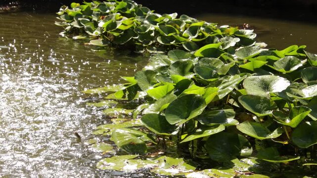 Plantes aquatiques flottantes en rivi&egrave;re tropicale