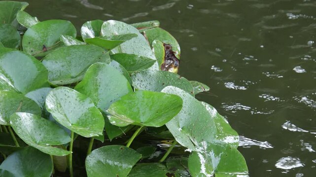 Feuilles aquatiques flottant sur rivi&egrave;re