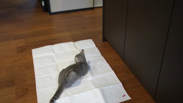 Gray cat rests on white diaper-like pad. Cat lies flat, tail extended, eyes open. Wood floor and dark cabinet surround the scene. Cat appears calm and relaxed