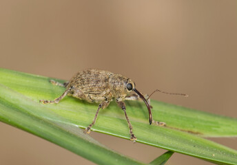 Acorn weevil Curculio glandium insect on plant stem snout weevil nature pest control. © Brett