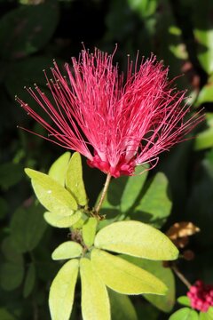Red calliandra flowers in Florida nature, closeup 