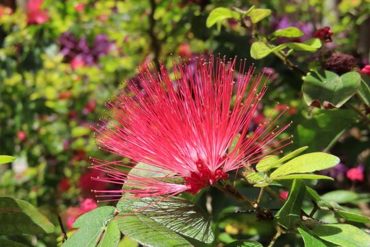 Red calliandra flowers in Florida nature, closeup 