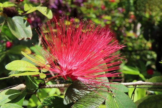 Red calliandra flowers in Florida nature, closeup 