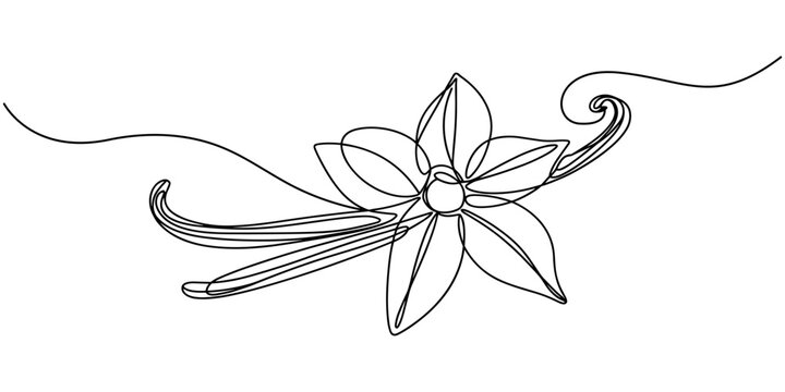 Vanilla Flower and Pods One Line Drawing Vector Illustration