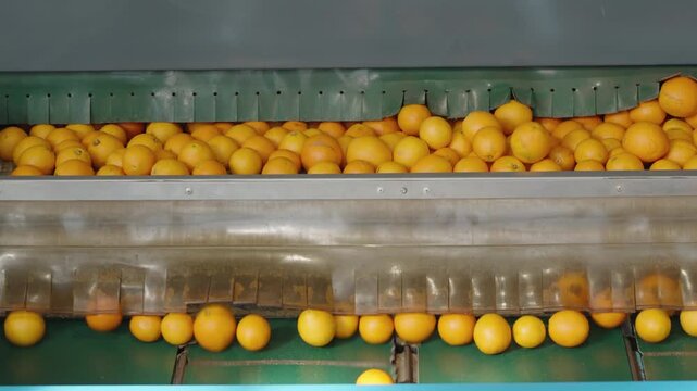 Dense layers of round citrus collect in a metal hopper while a clear chute releases a steady stream onto belts below.