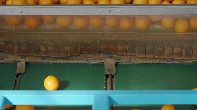 Rows of orange fruit drop from a clear plastic chute onto a green packing belt in a South African processing plant.