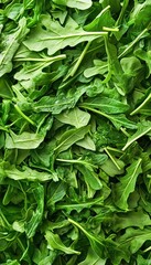 Fototapeta premium Full Frame Close Up Shot of Fresh Raw Arugula Leaves Vibrant Green Salad Organic Healthy Produce