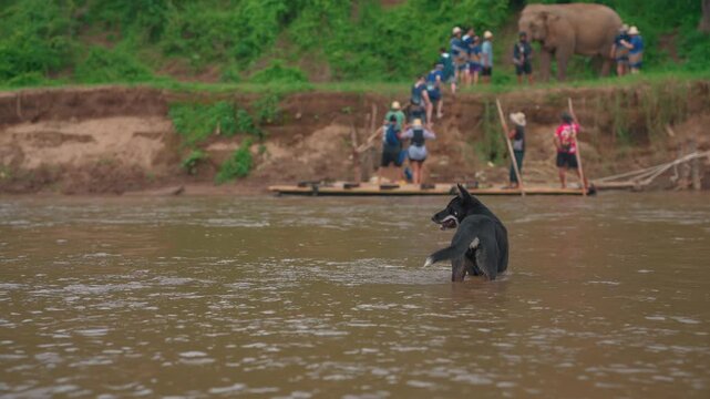 dog standing in mountain river with elephant sanctuary and visitors on tropical riverbank, black dog in shallow river with tourists natural wildlife jungle setting 4k