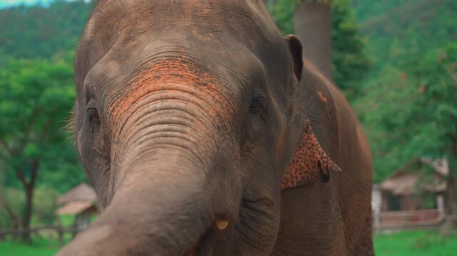 close up portrait of asian elephant head with detailed trunk and textured ears, majestic asian elephant face in natural sanctuary with wildlife conservation concept 4k