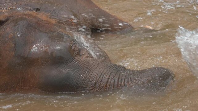 happy elephant bathing in tropical jungle river with water splash at wildlife sanctuary, joyful mammal enjoying refreshing freshwater in ethical nature reserve with dynamic spray, 4k slow motion