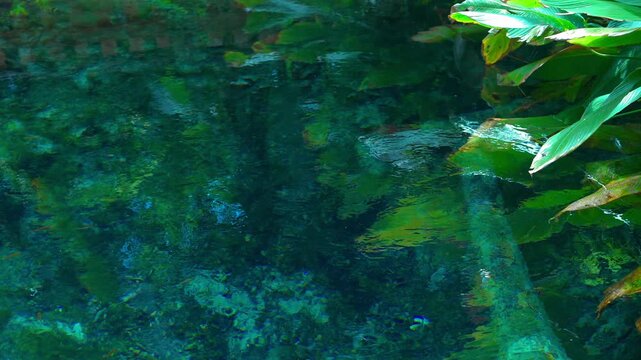 crystal clear tropical rainforest pool reflects lush green foliage in peaceful jungle oasis, tranquil transparent freshwater lagoon in vibrant exotic vegetation, serene natural landscape 4k