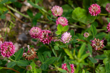 Fototapeta premium Pink inflorescences of meadow clover in close-up on a green summer meadow.