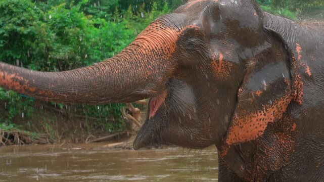 happy elephant bathing in tropical jungle river with water splash at wildlife sanctuary, joyful mammal enjoying refreshing freshwater in ethical nature reserve with dynamic spray, 4k slow motion