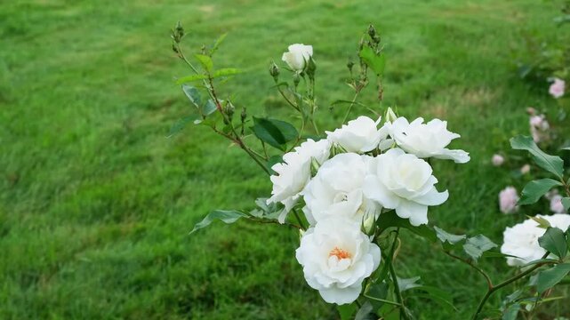 White rose bush blooming on green grass background. Flower in the park. lush blooming of Rosa Schneewittchen. Summer garden, floral background, white flowers. High quality 4k footage.