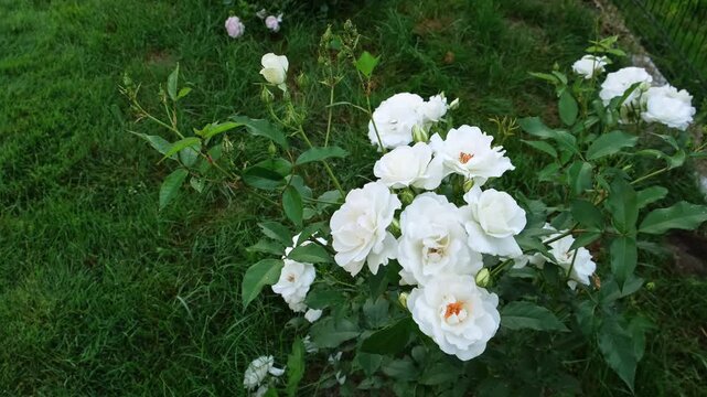 White rose bush blooming on green grass background. Flower in the park. lush blooming of Rosa Schneewittchen. Summer garden, floral background, white flowers. High quality 4k footage.