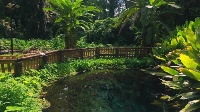 crystal clear tropical jungle pond and lush rainforest vegetation and vibrant greenery, tranquil freshwater oasis with exotic botanical landscape, peaceful nature and paradise scenery 4k