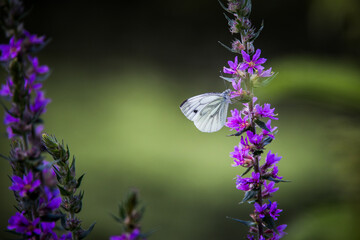 Papillon blanc sur fleur mauve © Concept Photo Studio