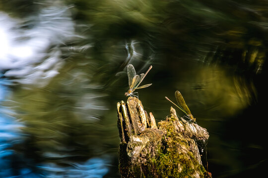 Libellules sur un morceau de bois