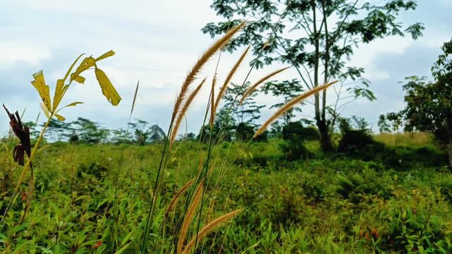 Golden foxtail grass sways gently in the breeze across a lush green field, with tall trees and a cloudy sky creating a peaceful countryside landscape. North Sumatera, Indonesia. June 29, 2026.