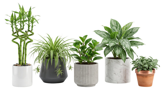 Potted indoor plants collection on white background, set of five lush green houseplants in decorative ceramic and marble pots, botanical home decor