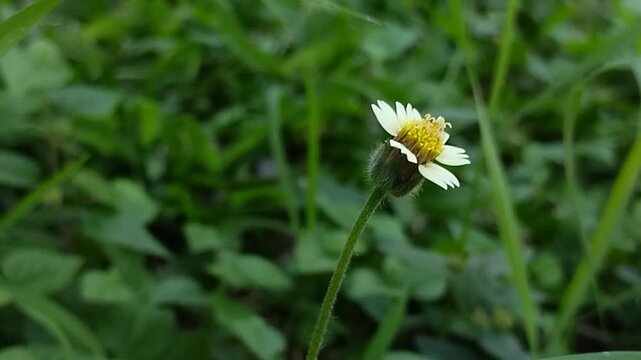 Coatbuttons (Tridax procumbens), a member of the Asteraceae family. This plant is widely known as a wild weed