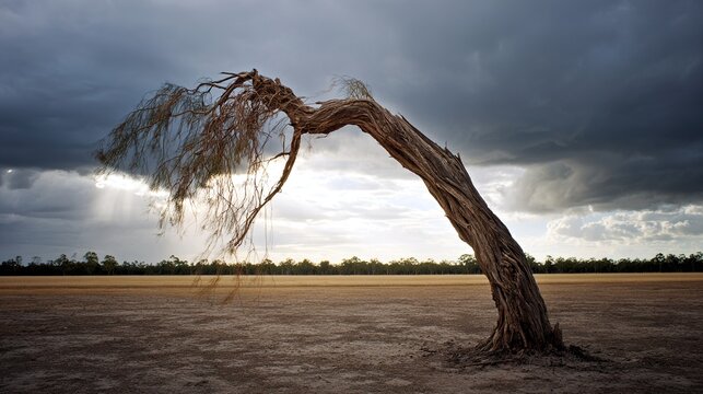 parched. A single withered tree under a dry sky with parched earth below. ESG reports, sustainability campaigns, designed for sustainability communications and ESG reporting, used by art directors.