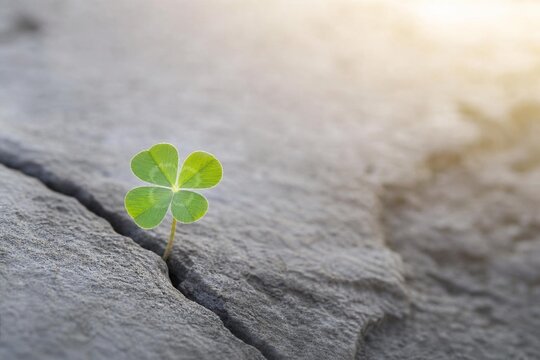 A single green clover growing from a crack in a gray stone.