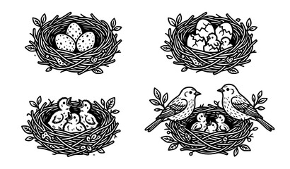 Hand Drawn Bird Nest Collection with Eggs Baby Birds and Natural Wildlife Vintage Vector Illustration © Boloram