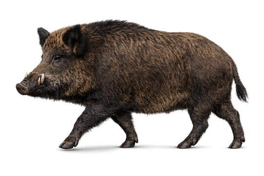 wild boar walking toward the right with relaxed posture, natural stride, thick fur, detailed hooves, isolated on transparent background, PNG