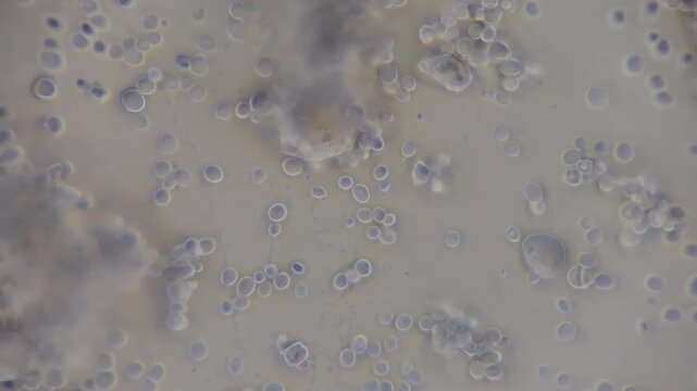 Microscopic view of budding yeast cells in sourdough starter 