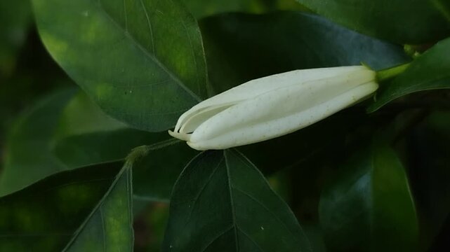Beautiful white magnolia flower bud blooming on a branch