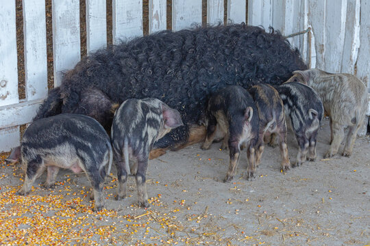 Black Mangalica Pig With Suckling Piglets Hungarian Breed at Animal Farm