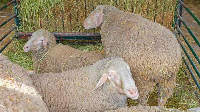 Flock of Wooly Sheep in Enclosure Pen at Animal Farm