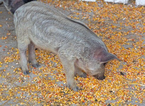 One Newborn Small Grey Piglet Mangalica Hungarian Breed Eating Corn at Farm