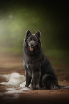 American Blue Bay Shepherd wolfdog with dark fur sits calmly on a forest path. It gazes forward, mouth open in a happy expression. Soft light brightens the dog and blurred green background at daytime