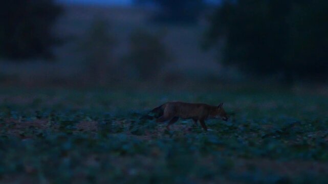 Red Fox Hunting Across Harvested Field at Dusk in Summer, Germany | 4K Wildlife Footage