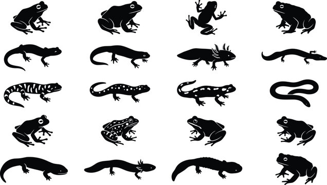 Amphibians silhouette vector set with frogs, toads, salamanders, newts, and axolotl silhouettes isolated on white background

Keywords: