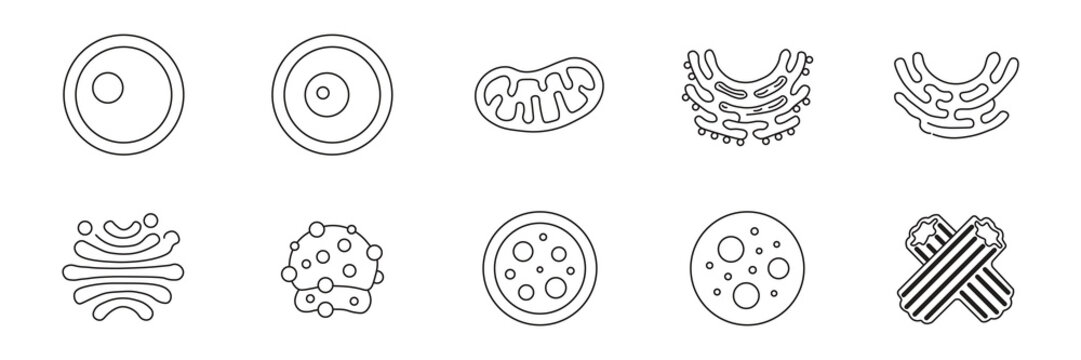 Microscopic Cell Organelles Vector Line Icons